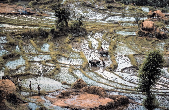 Bauern auf ihren Reisfeldern